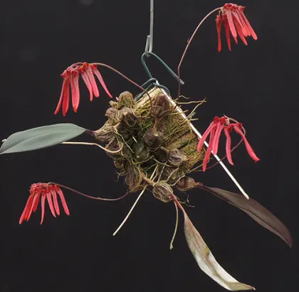 Bulbophyllum thaiorum