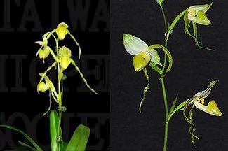 Paphiopedilum Mount Toro album x stonei album