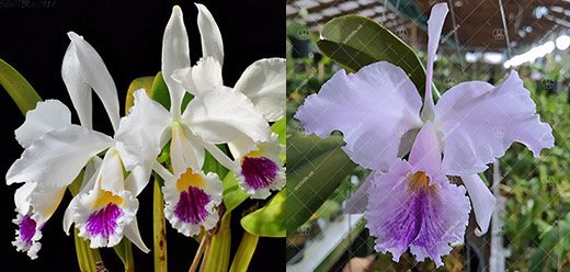 Cattleya Memoria Jeanne Nichols