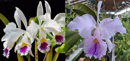Cattleya Memoria Jeanne Nichols