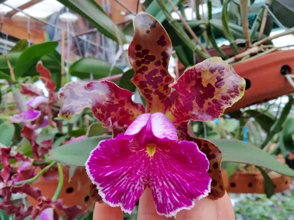 Cattleya schilleriana ('310' x 'Guarapari')