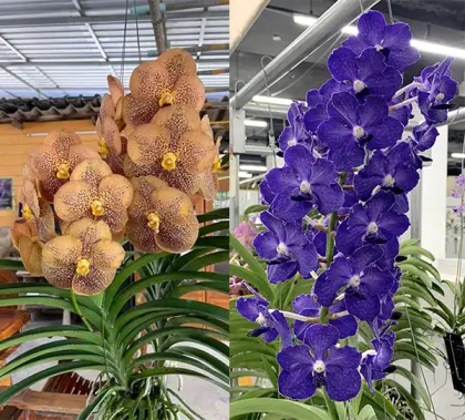 Vanda hybrid (комплект з трьох рослин)