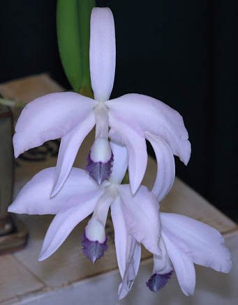 Laelia perrinii coerulea