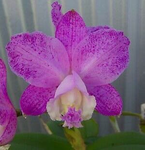Cattleya loddigesii (punctata 'Sta Cruz' x pelorica)