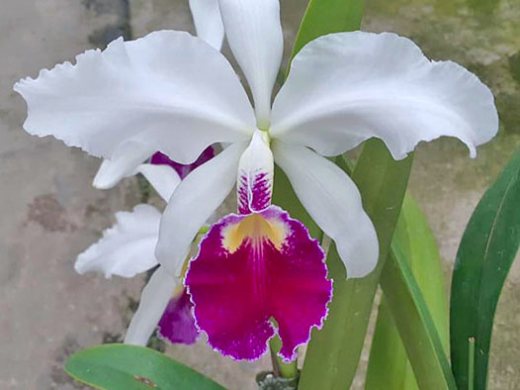 Cattleya warscewiczii semi-alba 'Orchiflaged' x semi-alba