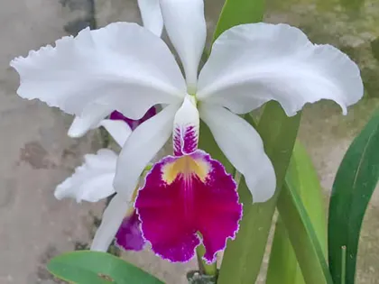 Cattleya warscewiczii semi-alba 'Orchiflaged' x semi-alba