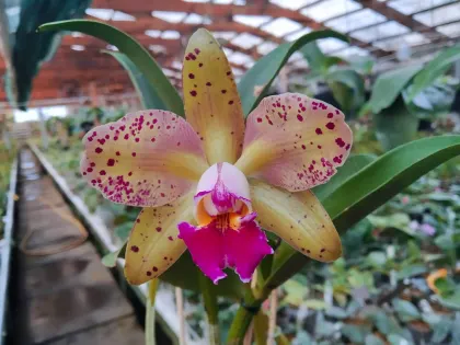 Rhyncholaeliocattleya Durigan #39