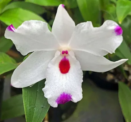Dendrobium annae