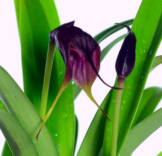Masdevallia vidua