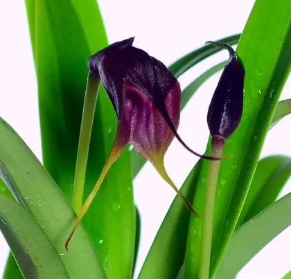 Masdevallia vidua