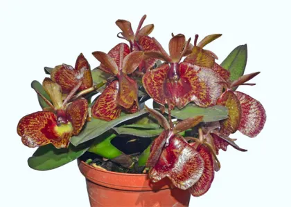 Epidendrum kockii