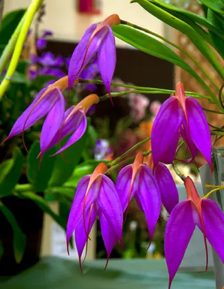 Masdevallia rosea