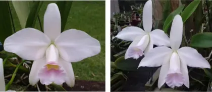 Laelia pumila amoena 'Carolina Franzotti' x pumila delicata