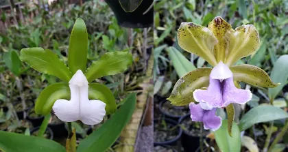 Cattleya bicolor alba x coerulea