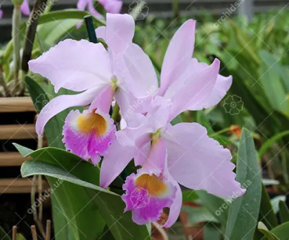 Cattleya labiata (roxo bispo x alba) х roxo bispo