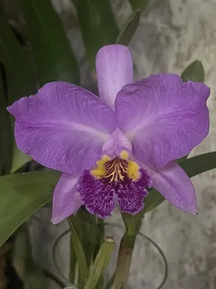 Cattleya lueddemanniana tipo (Clarines x Maruja) x pincelada