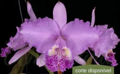 Cattleya lueddemanniana (Mariaux x Juan Ignacio) x (Mariaux x Fennel)