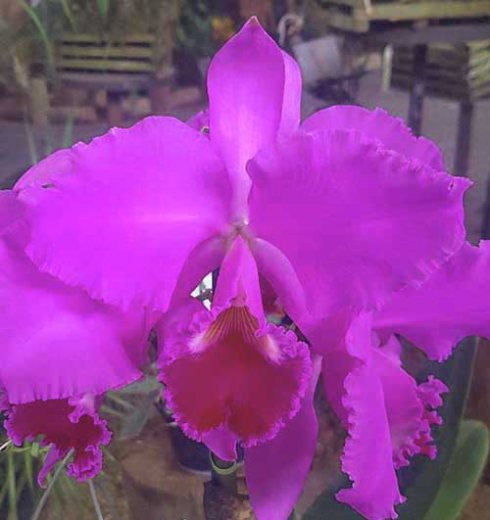 Cattleya warneri tipo x tipo