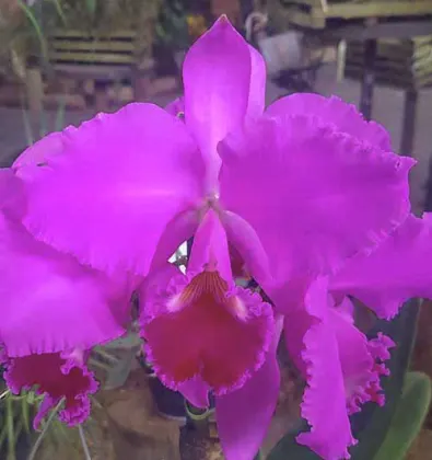 Cattleya warneri tipo x tipo