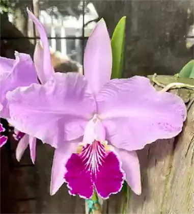 Cattleya lueddemanniana tipo ('Haide' x sib) x coerulea 'Giovani Bordini'