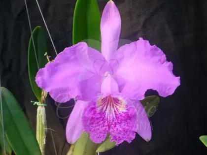 Cattleya lueddemanniana tipo ('Mariaux' x 'Francisco') x tipo ('Fennel' x 'Maruja')
