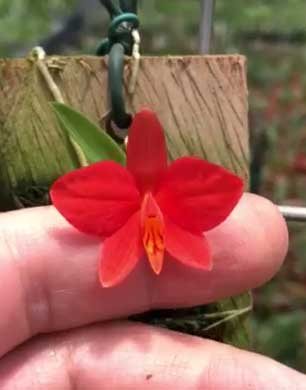 Sophronitis pygmaea