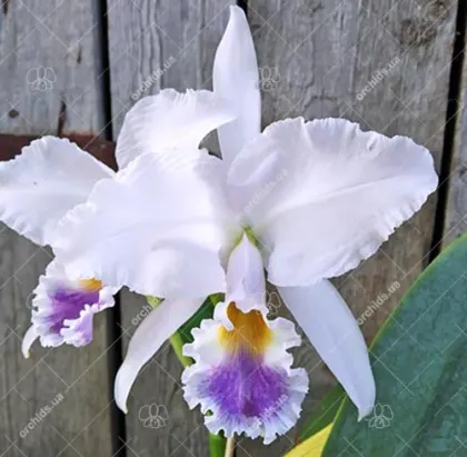 Cattleya gaskelliana coerulea x self