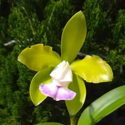 Cattleya leopoldii semi-alba 'Casellato' x multiforme 'Aquarela'