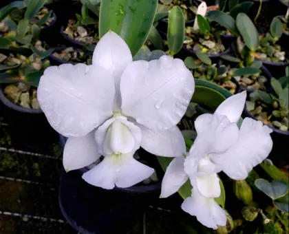 Cattleya walkeriana alba x self