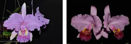 Cattleya lueddemanniana concolor x vinicolor 'Bomba'