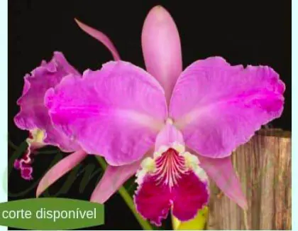 Cattleya lueddemanniana tipo ('Tibisay' x 'Yamile') x ('Maruja' x 'Mariaux')