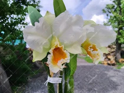 Cattleya percivaliana albescens 'Caracas'