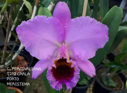 Cattleya percivaliana tipo 'Carla Porto'