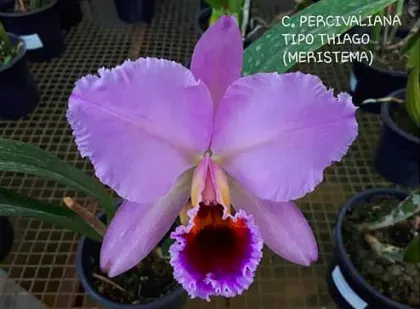 Cattleya percivaliana tipo 'Thiago'
