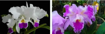 Cattleya warneri semi-alba (Jean) x warneri trilabelo