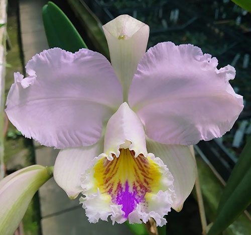 Cattleya mossiae tipo x self