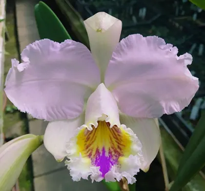 Cattleya mossiae tipo x self