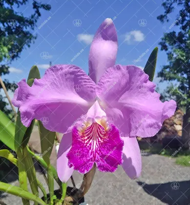 Cattleya lueddemanniana rubra 'W' x ('Fennel' x 'Maruja')