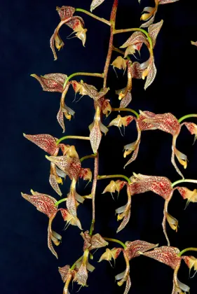 Gongora latisepala