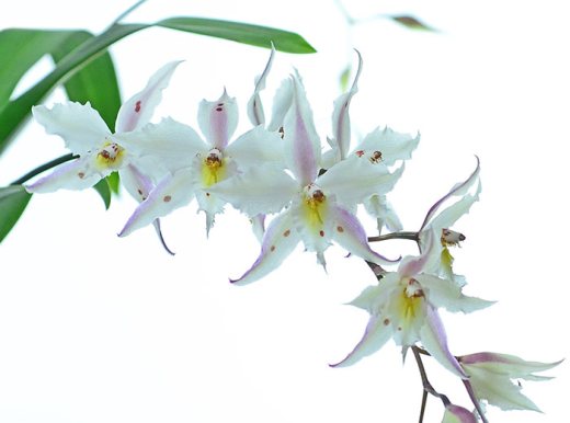 Oncidium alexandrae