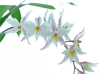 Oncidium alexandrae