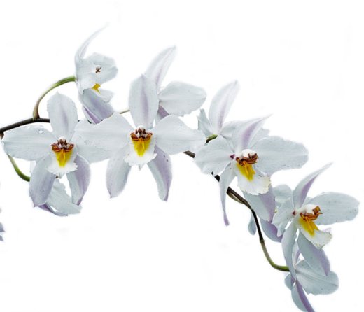 Oncidium nobile