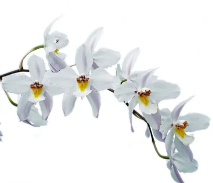 Oncidium nobile