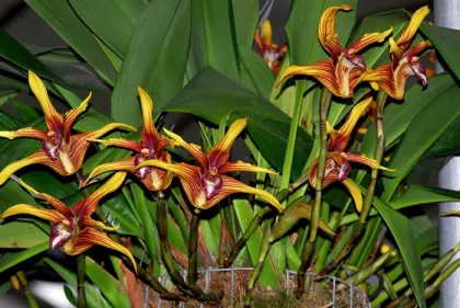 Maxillaria striata red