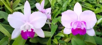 Cattleya intermedia tipo 'Figueirinha II' x tipo 'Magnifica'