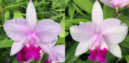 Cattleya intermedia tipo 'Figueirinha II' x tipo 'Claudio Deschamps'