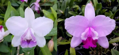 Cattleya intermedia marginata cerulea 'CG' x tipo 'Claudio Deschamps'