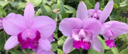 Cattleya intermedia tipo 'Estrela' x tipo 'Esfera'