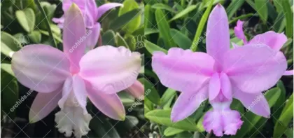 Cattleya intermedia concolor '117 Ak' x concolor 'Otto'
