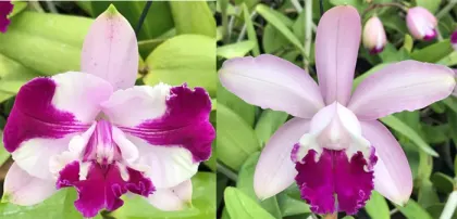 Cattleya intermedia tipo '652' #1 x tipo '652' #2'